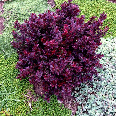 types of barberry shrubs